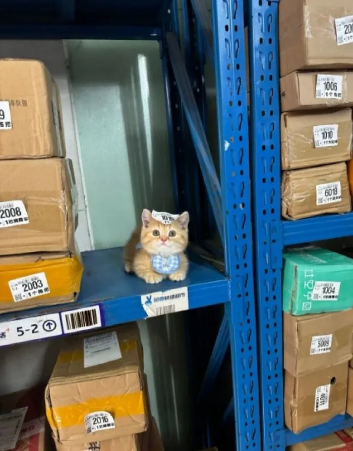 50 Times Animals Charmed Us With Being In Very Weird Places