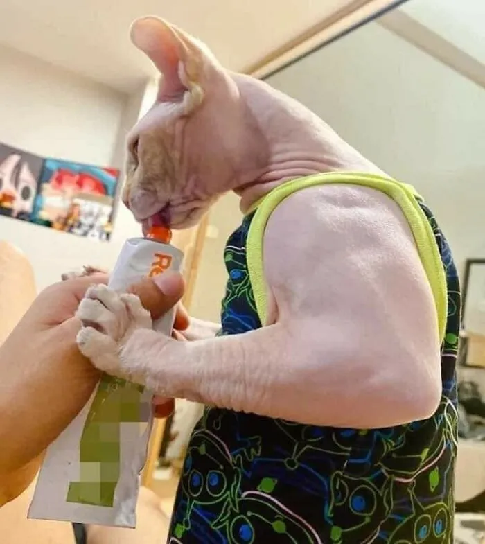 Gato sin pelo con camiseta bebiendo de un envase, momentos divertidos con gatos en una escena doméstica.