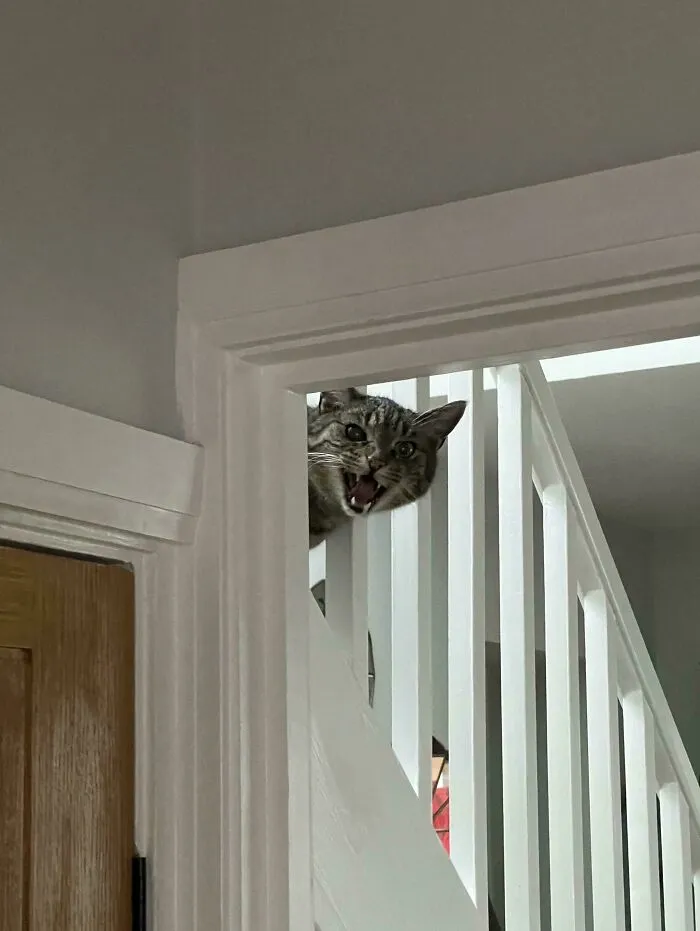 Tabby cat mid-meow peeking through white staircase railing inside a home, showing expressive open mouth and eyes.