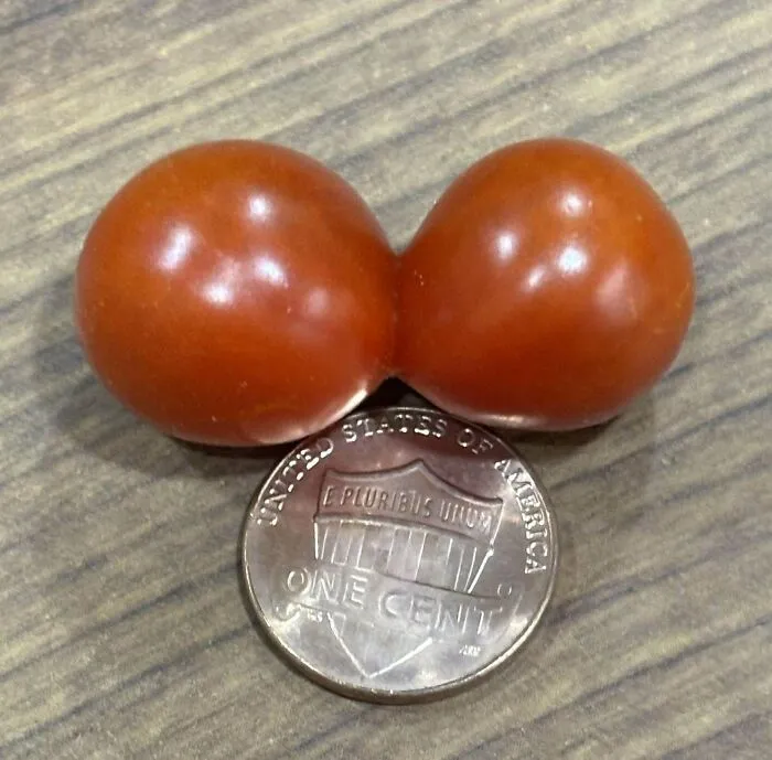 Found This Rather Cheeky Tomato Today