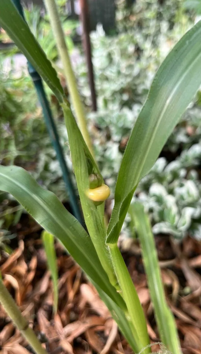 My Corn Grew Just One Good Kernel