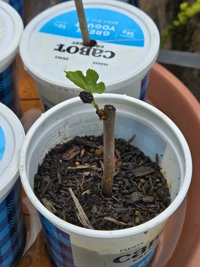 My Mulberry Cutting Is Trying So Hard