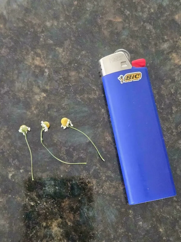 I Thought My Chamomile Harvest Might Belong Here