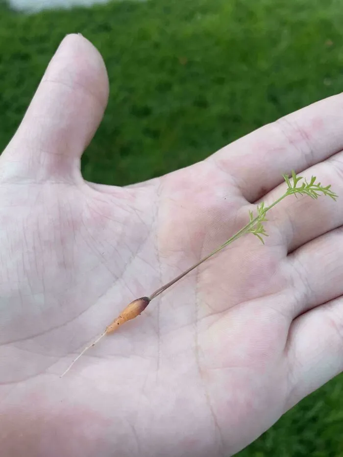 The Carrot To Rule Them All