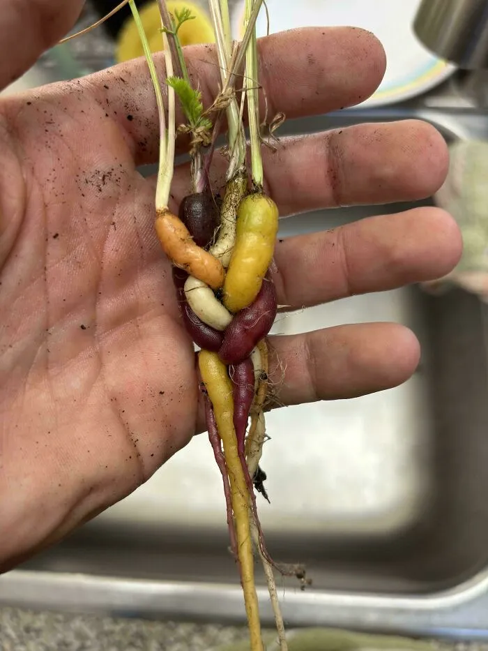 "My Mom Grew Braided Carrots"