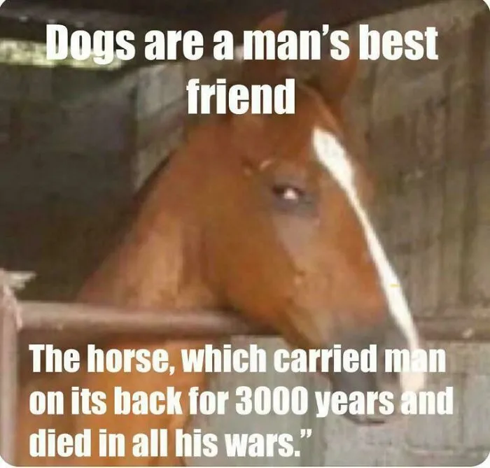 Horse Has A Point