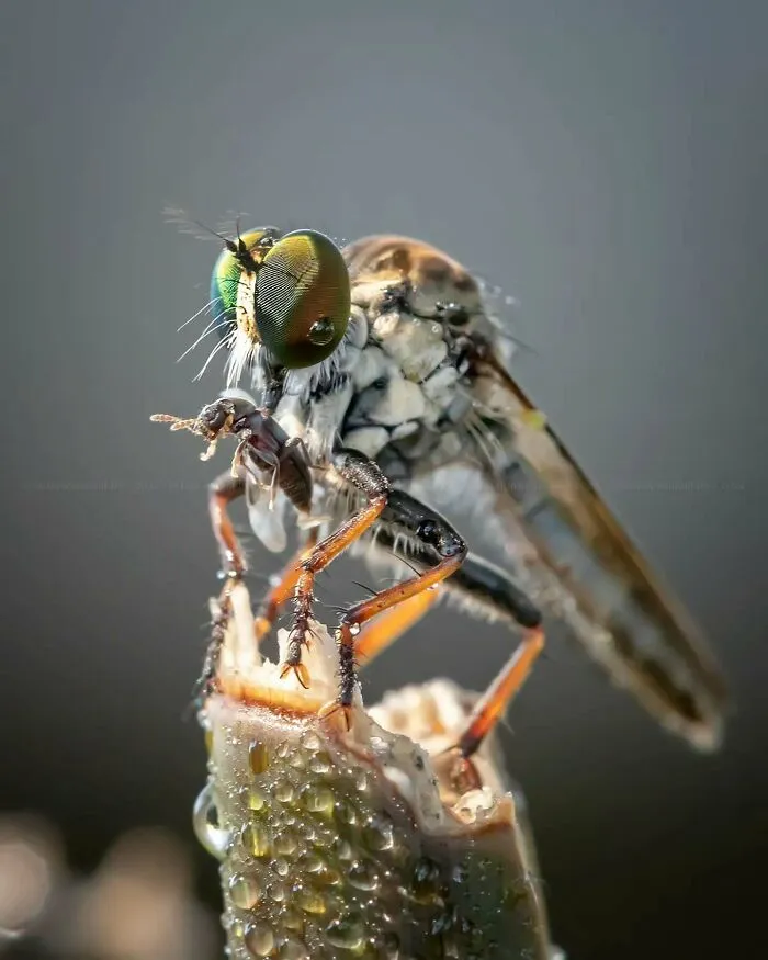 45 Close-Up Insect Photos By Fauzan Maududdin That Feel Like They're From A Fantasy World