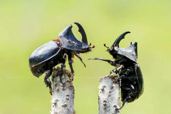 45 Close-Up Insect Photos By Fauzan Maududdin That Feel Like They're From A Fantasy World