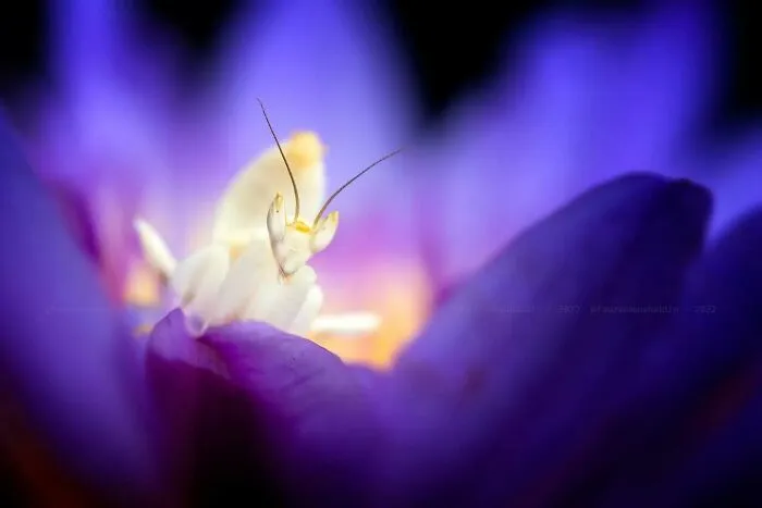 45 Close-Up Insect Photos By Fauzan Maududdin That Feel Like They're From A Fantasy World