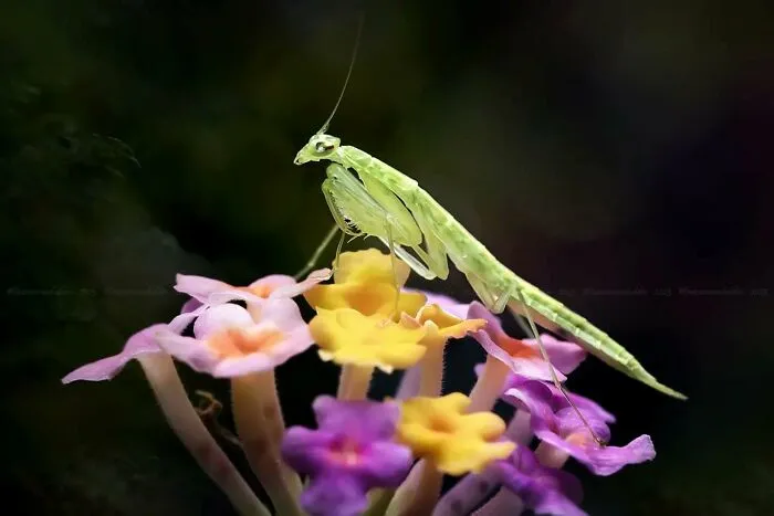 45 Close-Up Insect Photos By Fauzan Maududdin That Feel Like They're From A Fantasy World