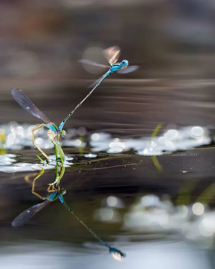 45 Close-Up Insect Photos By Fauzan Maududdin That Feel Like They're From A Fantasy World