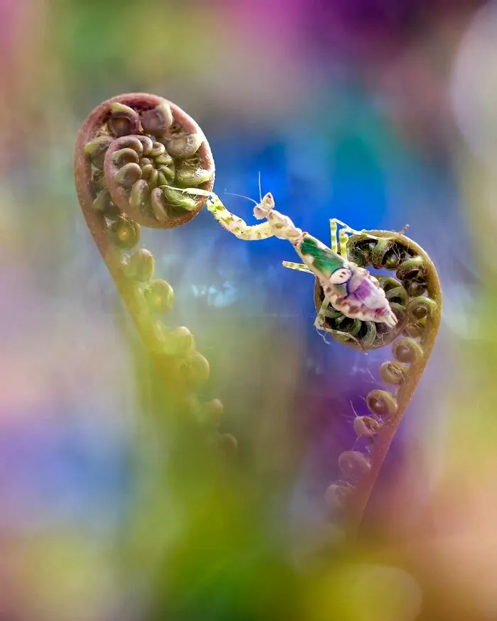45 Close-Up Insect Photos By Fauzan Maududdin That Feel Like They're From A Fantasy World