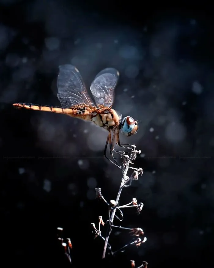45 Close-Up Insect Photos By Fauzan Maududdin That Feel Like They're From A Fantasy World