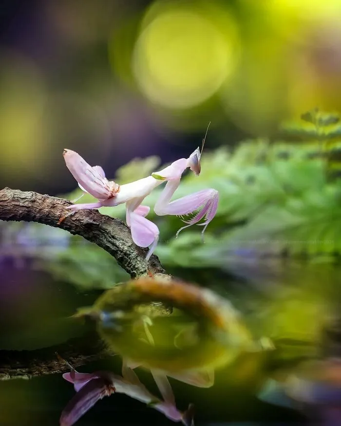 45 Close-Up Insect Photos By Fauzan Maududdin That Feel Like They're From A Fantasy World