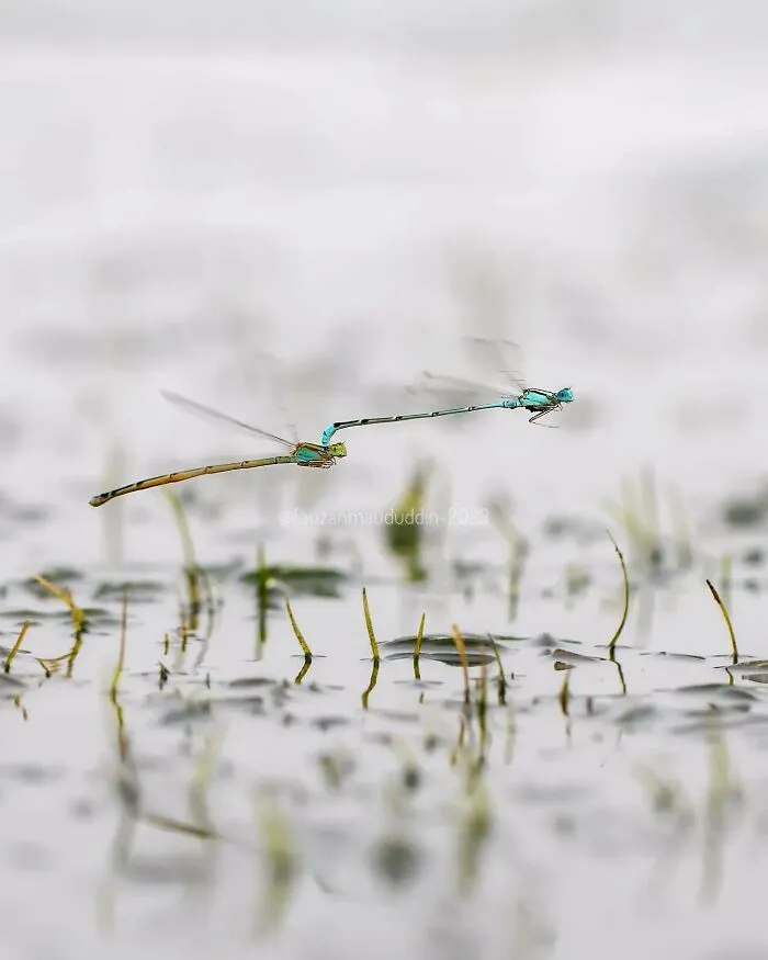 45 Close-Up Insect Photos By Fauzan Maududdin That Feel Like They're From A Fantasy World