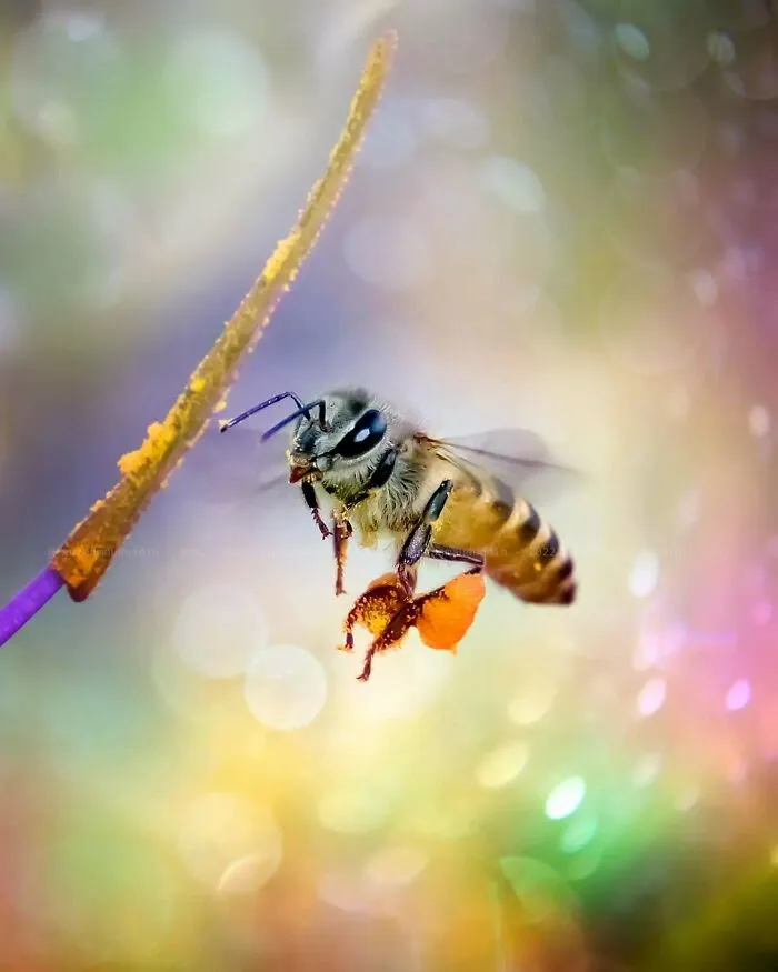 45 Close-Up Insect Photos By Fauzan Maududdin That Feel Like They're From A Fantasy World