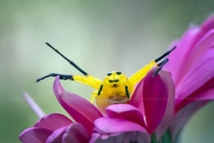 45 Close-Up Insect Photos By Fauzan Maududdin That Feel Like They're From A Fantasy World