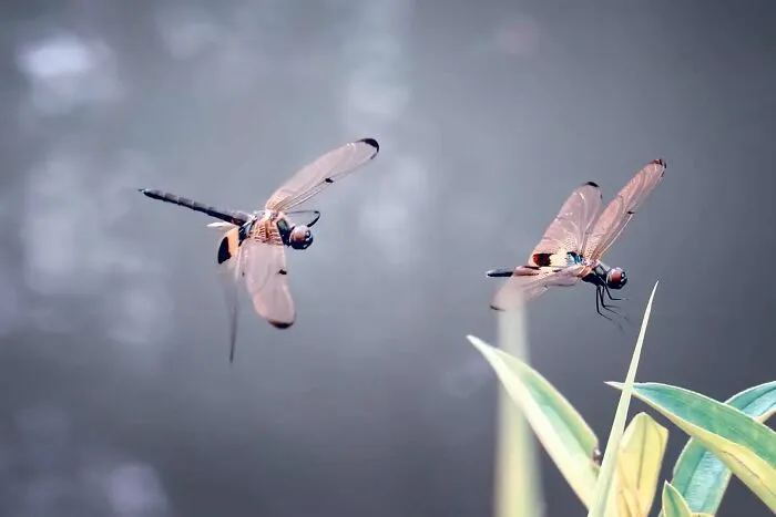 45 Close-Up Insect Photos By Fauzan Maududdin That Feel Like They're From A Fantasy World