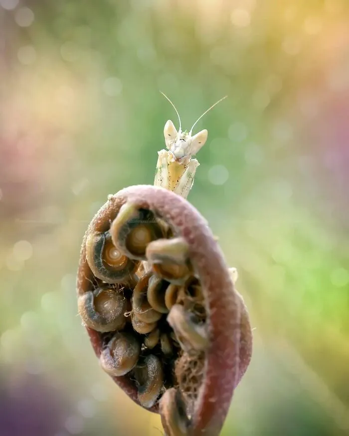 45 Close-Up Insect Photos By Fauzan Maududdin That Feel Like They're From A Fantasy World