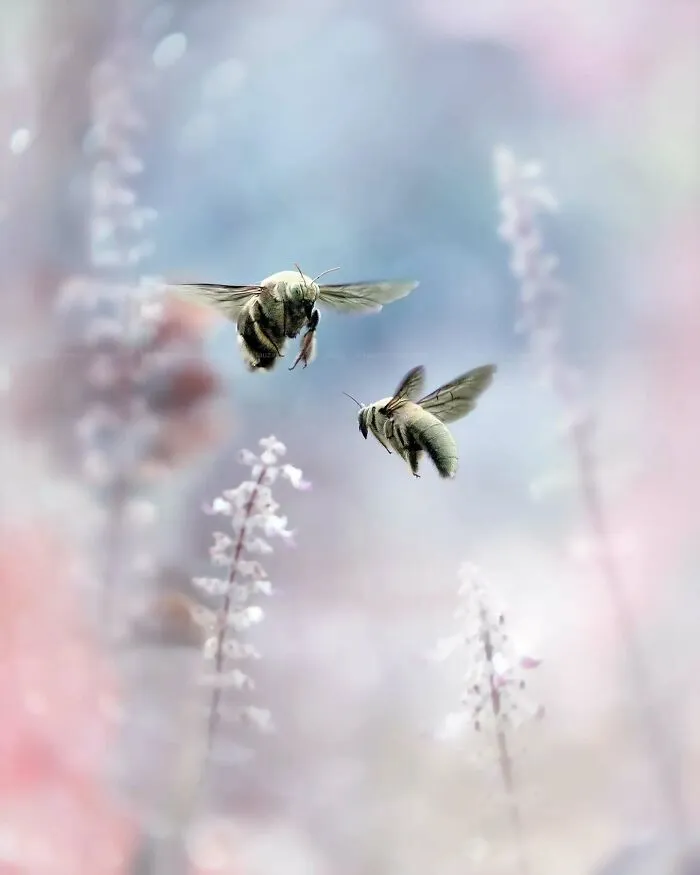 45 Close-Up Insect Photos By Fauzan Maududdin That Feel Like They're From A Fantasy World
