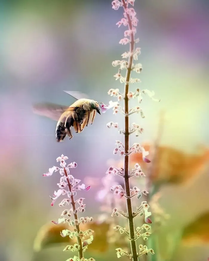 45 Close-Up Insect Photos By Fauzan Maududdin That Feel Like They're From A Fantasy World