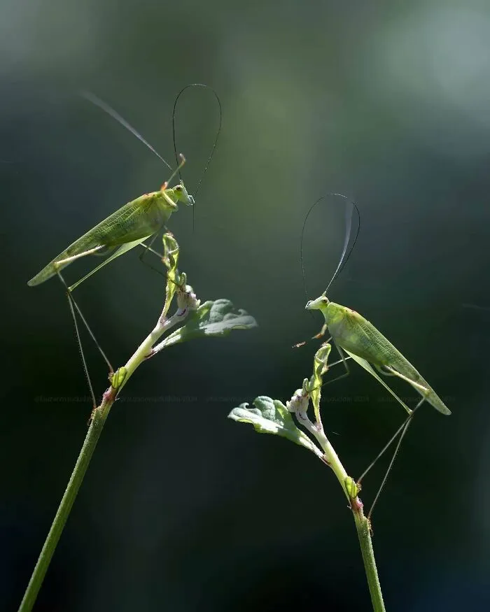 45 Close-Up Insect Photos By Fauzan Maududdin That Feel Like They're From A Fantasy World