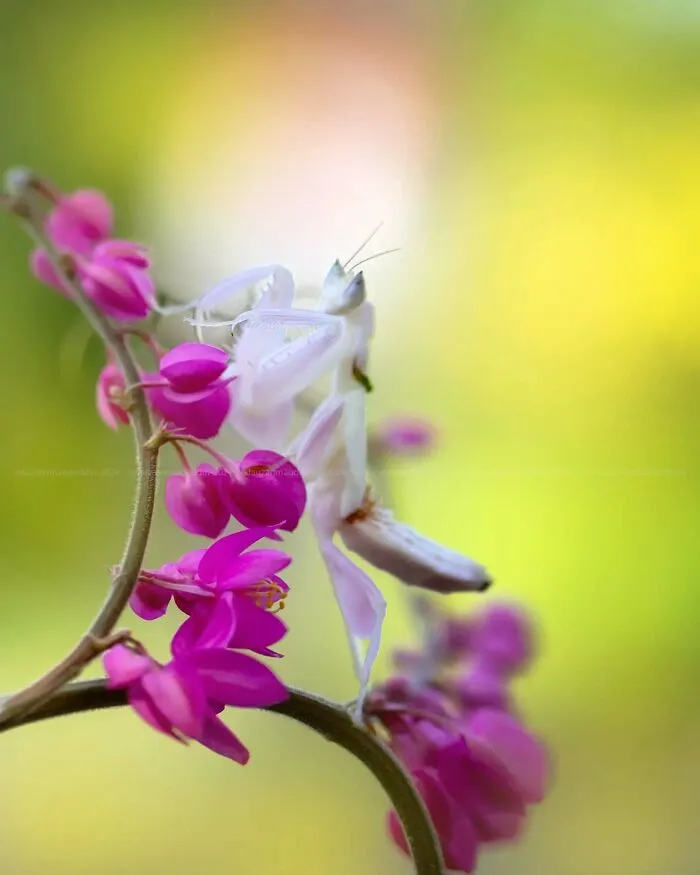 45 Close-Up Insect Photos By Fauzan Maududdin That Feel Like They're From A Fantasy World