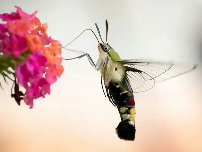 45 Close-Up Insect Photos By Fauzan Maududdin That Feel Like They're From A Fantasy World