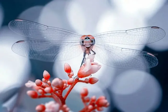 45 Close-Up Insect Photos By Fauzan Maududdin That Feel Like They're From A Fantasy World