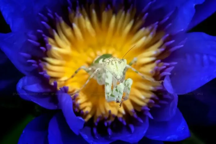45 Close-Up Insect Photos By Fauzan Maududdin That Feel Like They're From A Fantasy World