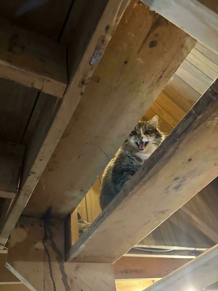 Cat mid-meow perched on wooden beams in a rustic indoor setting, showing expression of loud vocalization and energy.