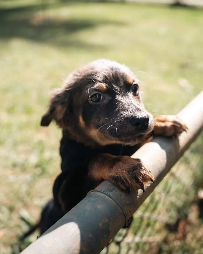 50 Times A Simple Walk Meant Everything To A Dog Without A Home
