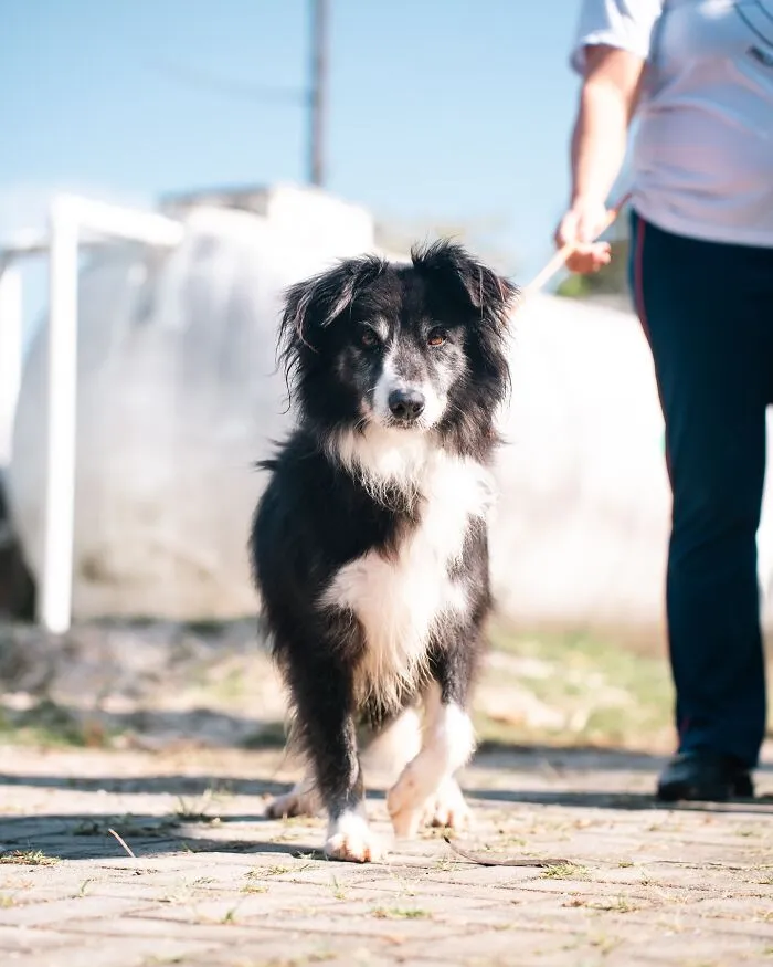 50 Times A Simple Walk Meant Everything To A Dog Without A Home