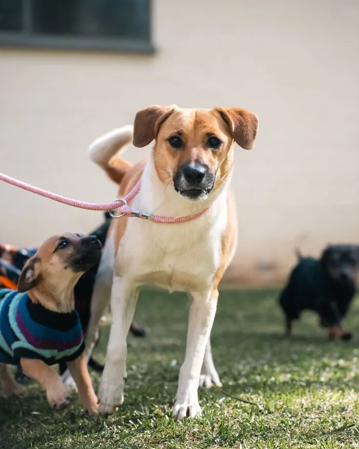 Shelter dogs on a weekly walk enjoying fresh air and playful interaction on a sunny day outdoors.