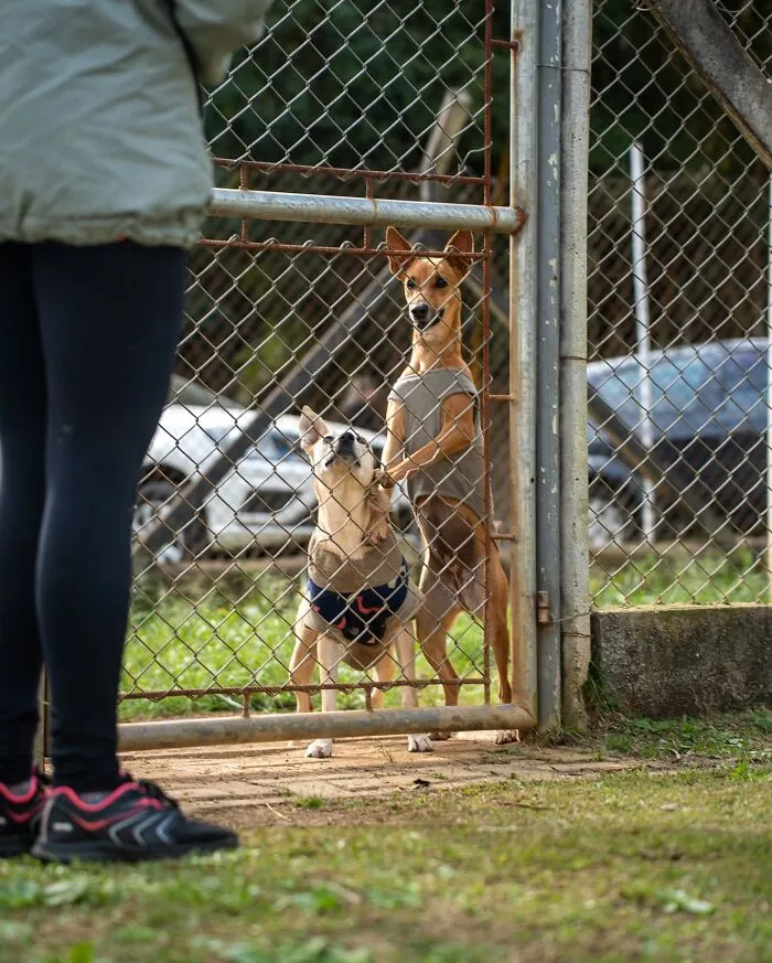 50 Times A Simple Walk Meant Everything To A Dog Without A Home