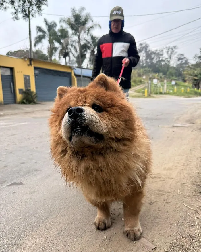50 Times A Simple Walk Meant Everything To A Dog Without A Home