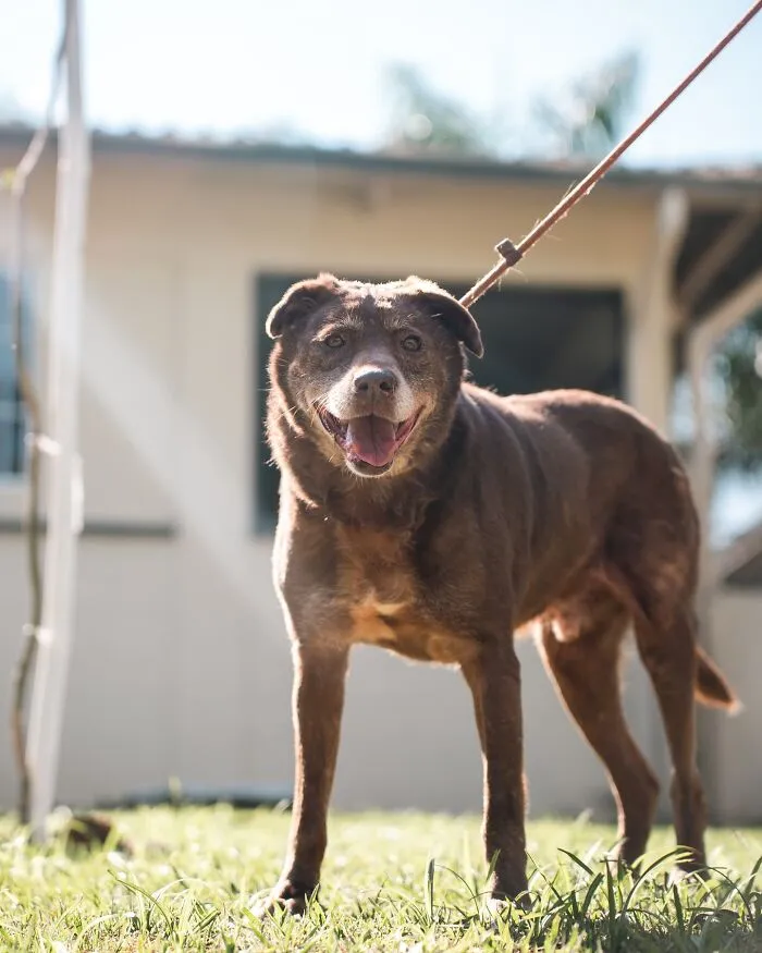 Happy shelter dog on a leash enjoying a sunny weekly walk outdoors with bright grass and a building in the background