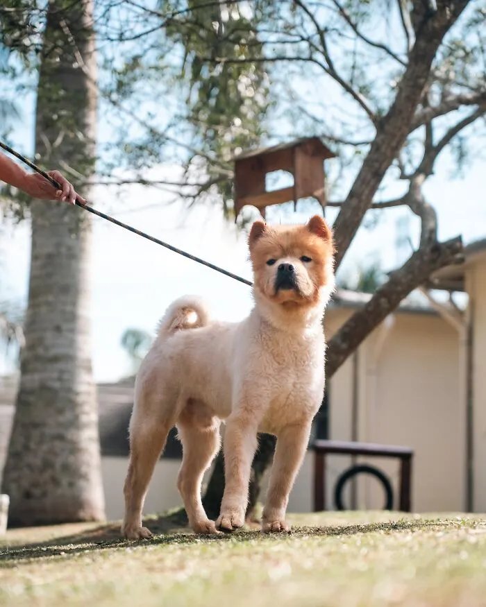 Light brown shelter dog on a leash enjoying a weekly walk outdoors, capturing pure joy and happiness.