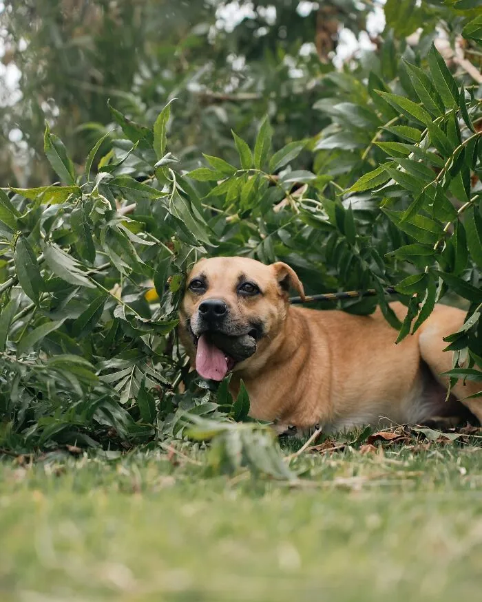 Brown shelter dog with tongue out resting under green bushes on a grassy area during a weekly walk.