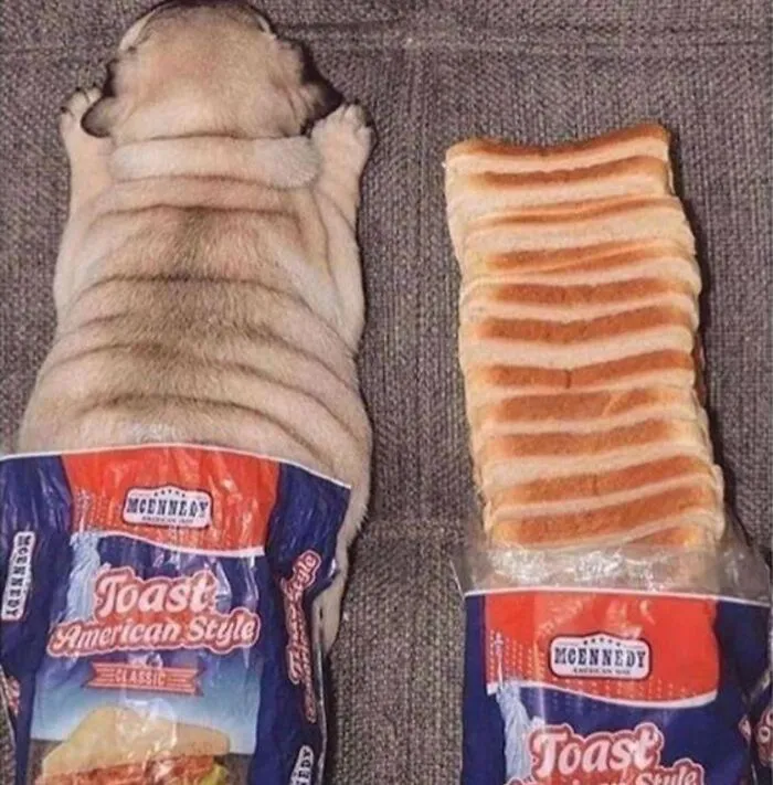 50 Hilariously Chaotic Animal Pics That Slap Harder Than Your Cat While You’re Asleep (New Pics)