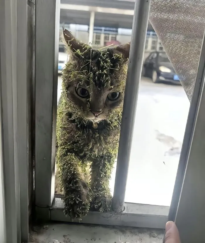 50 Hilariously Chaotic Animal Pics That Slap Harder Than Your Cat While You’re Asleep (New Pics)