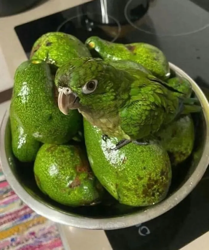 50 Hilariously Chaotic Animal Pics That Slap Harder Than Your Cat While You’re Asleep (New Pics)