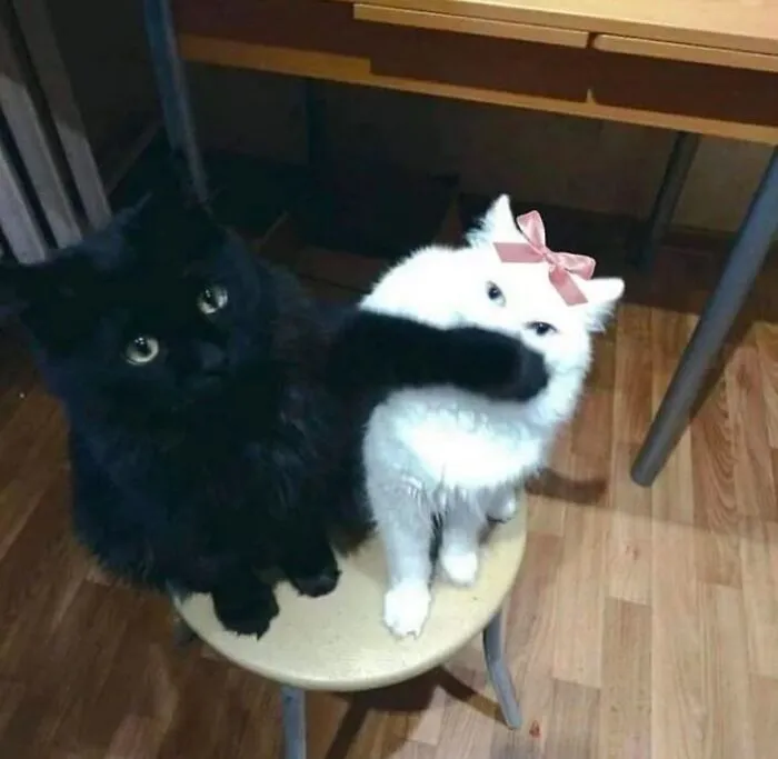 50 Hilariously Chaotic Animal Pics That Slap Harder Than Your Cat While You’re Asleep (New Pics)