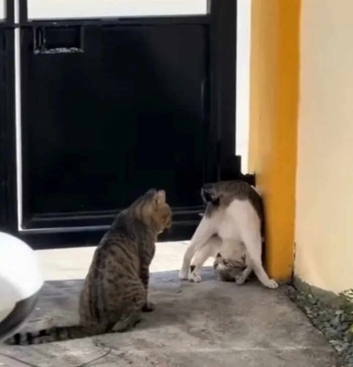 Dos gatos en un patio, uno en posición divertida contra una pared amarilla, momentos divertidos con gatos.