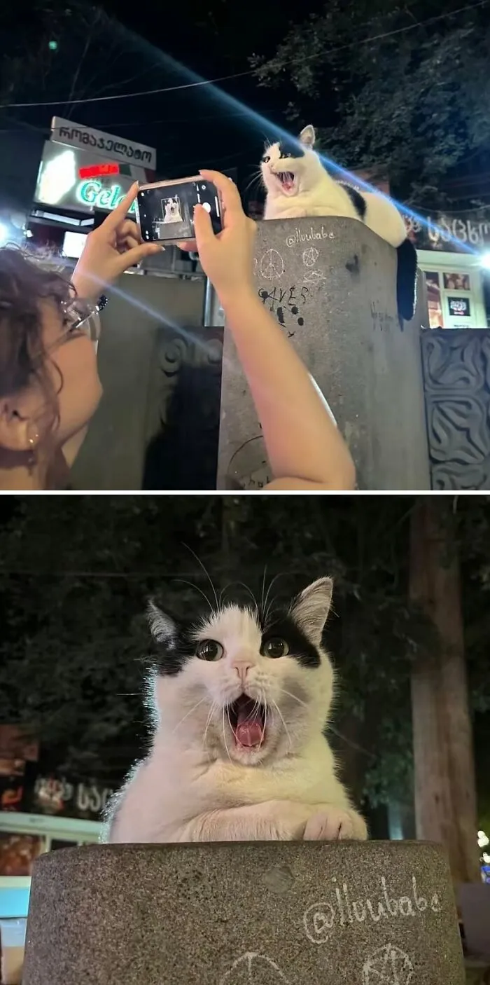 35 Fotos divertidas de gatos comportándose de forma muy rara