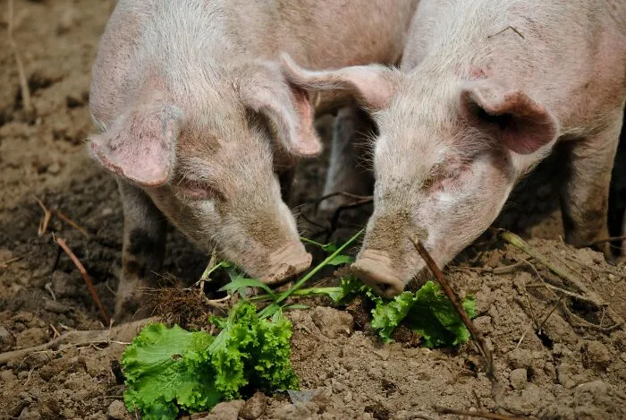 The First Pig To Human Kidney Transplant
