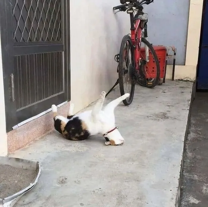 35 Fotos divertidas de gatos comportándose de forma muy rara