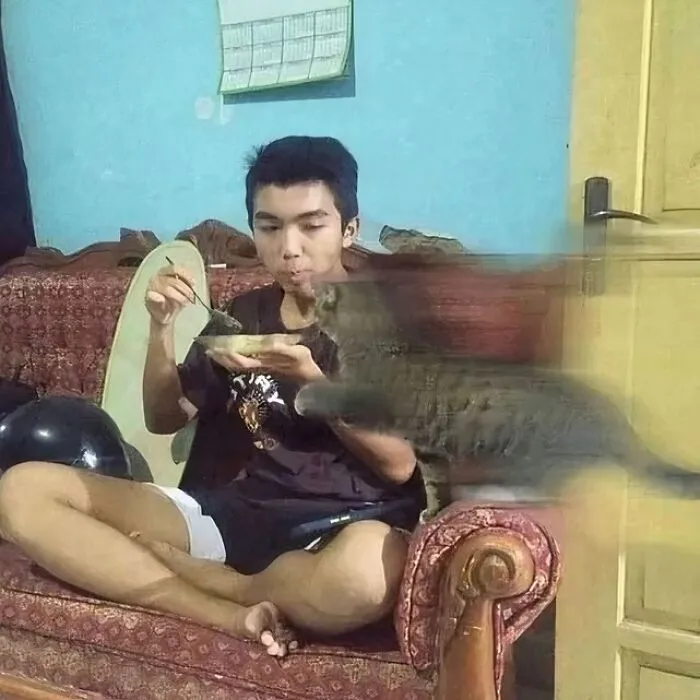 35 Fotos divertidas de gatos comportándose de forma muy rara