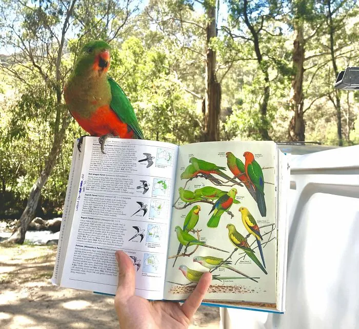 Friendly Australian King Parrot Landed On My Book As I Was Trying To Identify It!