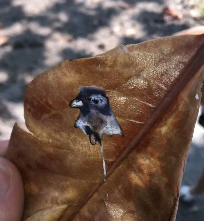 Pigeon Poops Portrait Of Itself On A Leaf
